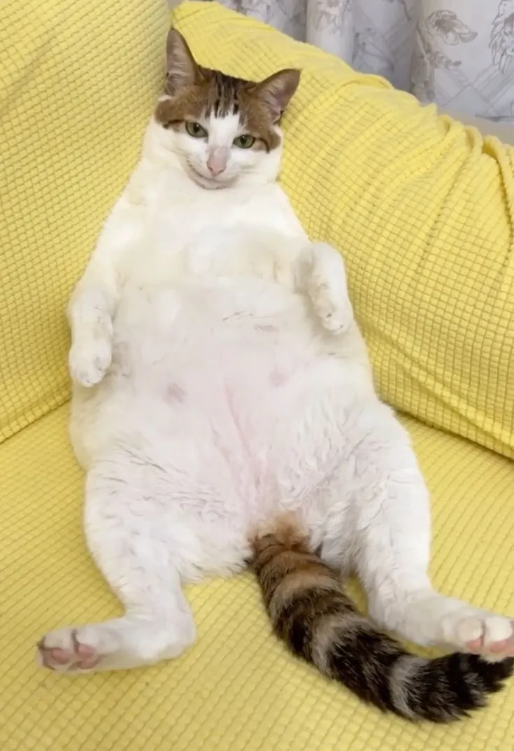 Uncle Bao hero image