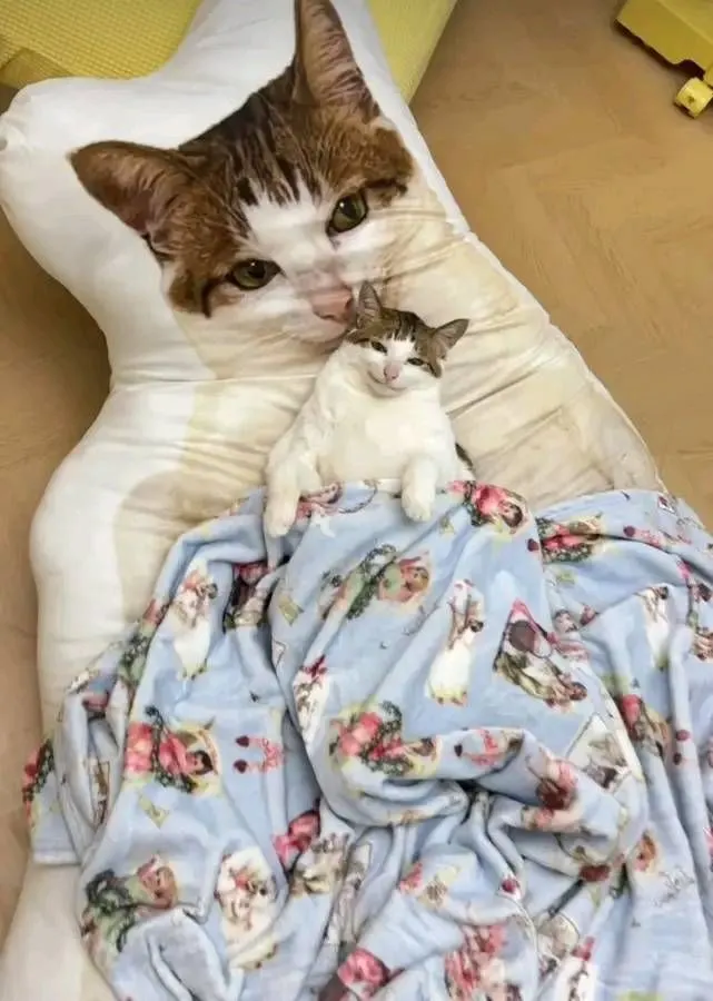 Uncle Bao with kitten